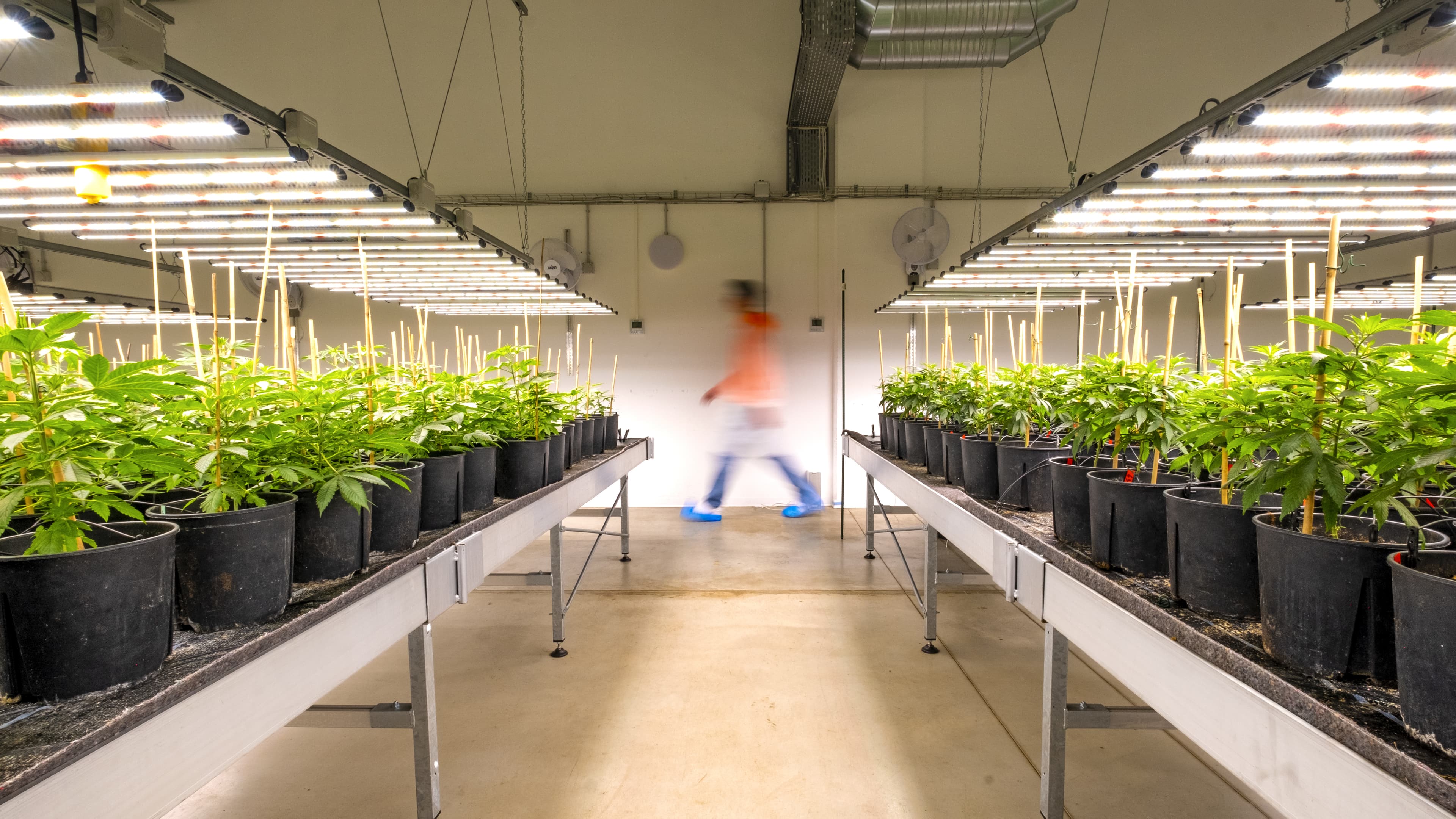 Indoor Cannabis Cultivation