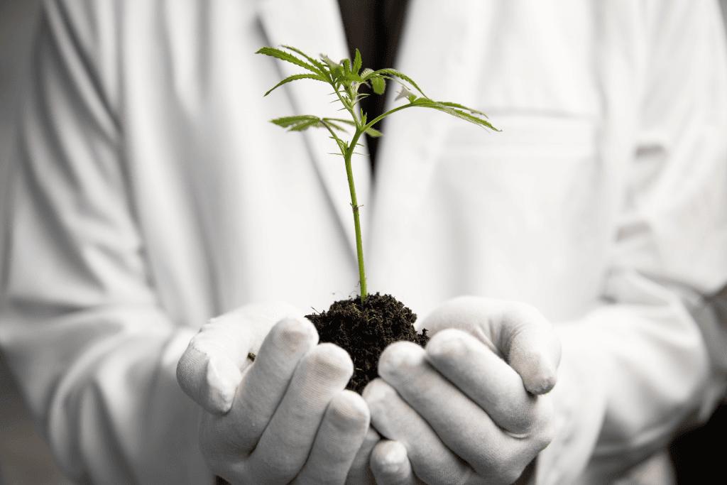 Cannabis clone in hand of scientist